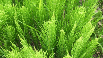 Böbreklere, ödem ve şişliğe iyi geliyor. Faydaları saymakla bitmeyen ot ortaya çıktı