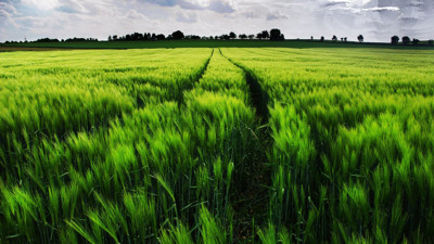 Rüyada ot görmek ne demek? Rüyada ot görmek neye işaret?