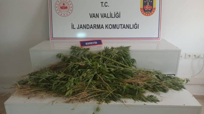 Erciş’te 237 kök Hint keneviri ele geçirildi