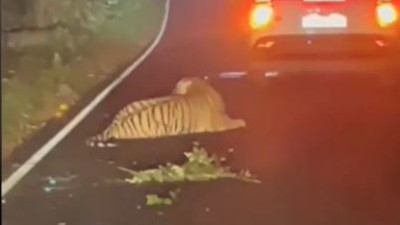 Arabanın çarptığı kaplan kıvrana kıvrana can verdi