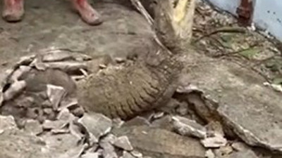 Kaldırımdaki çatlağın arasında 3 timsah çıktı