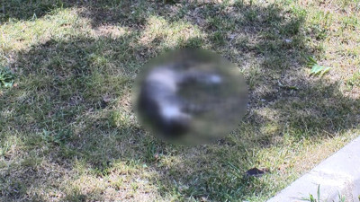 Parkta kedilerin zehirlendiği iddiası