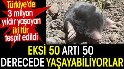 Türkiye'de 3 milyon yıldır yaşayan iki köstebek türü tespit edildi