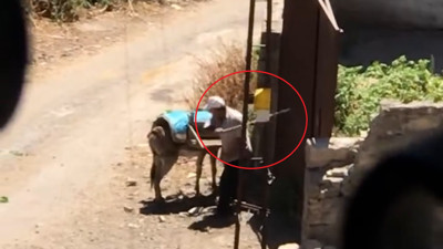 Cani adam kapıya bağlı eşeğe defalarca sopa ile vurdu