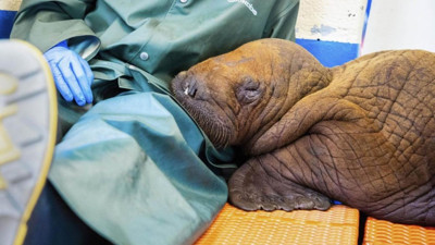 Sürekli temasa muhtaç mors yaşamını yitirdi