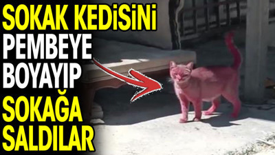 Sokak kedisini pembeye boyayıp sokağa saldılar