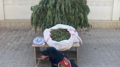Mardin’de evinin bahçesinde uyuşturucu eken şüpheli gözaltına alındı