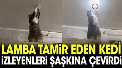 Lamba tamir eden kedi izleyenleri şaşkına çevirdi