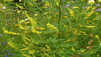 Kelek otu neye iyi geliyor?