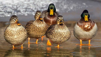 Rüyada ördek görmek neye işaret? Rüyada ördek görmek ne anlama geliyor?