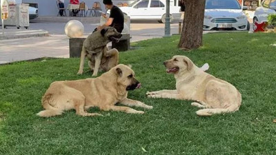 Sokak köpeği saldırısında emsal karar. Belediye ve valiliğe açtığı davada tazminat kazandı