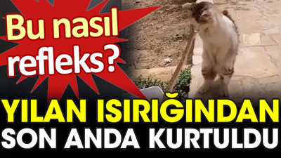 Bu nasıl refleks? Yılan ısırığından uçarak kurtuldu