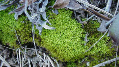 Mide sağlığına iyi gelen ot