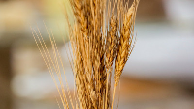 Ata tohumundan üretilen mucize besin ortaya çıktı. Kanser tedavisinde yan etkileri azaltıyor