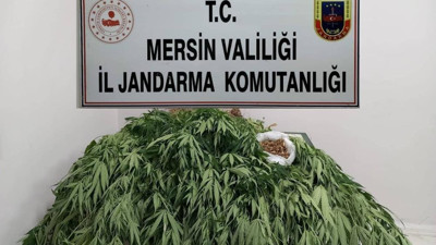 Jandarmadan kök kenevir yetiştiren eve operasyon
