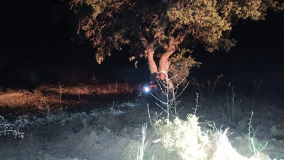 Elazığ'da domuz nöbeti