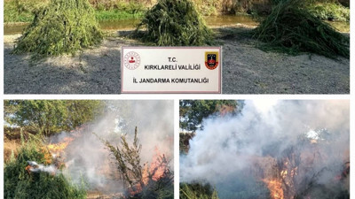 Jandarma 372 bin 637 kök kenevir ele geçirdi