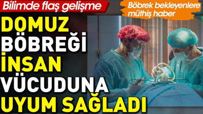 Domuz böbreği insan vücuda uyum sağladı. Böbrek bekleyenlere müthiş haber