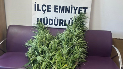 Bitlis’te 10 kök Hint keneviri ele geçirildi