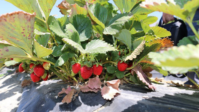 Çilek hasadı başladı