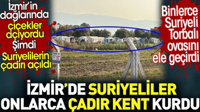 İzmir’de Suriyeliler onlarca çadır kent kurdu. Binlerce Suriyeli Torbalı ovasını ele geçirdi
