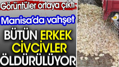 Bütün erkek civcivler öldürülüyor. Manisa’da görüntüler ortaya çıktı