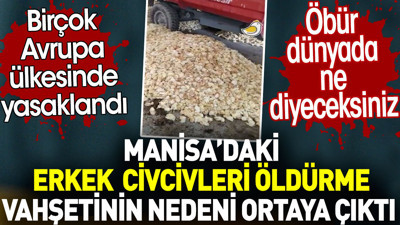 Manisa’daki erkek civcivlerin öldürülme nedeni ortaya çıktı