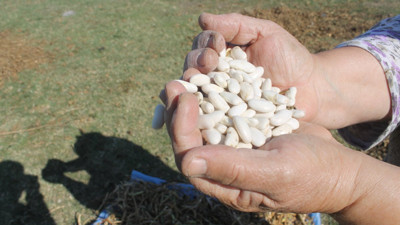 Manyas Kazak fasulyesi coğrafi işaret olarak tescil edildi