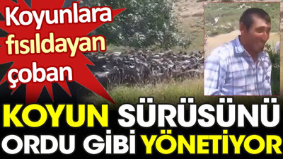 Koyunlara fısıldayan çoban. Sürüyü ordu gibi yönetiyor