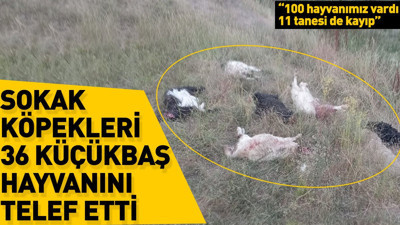 Sokak köpekleri 36 küçükbaş hayvanını telef etti