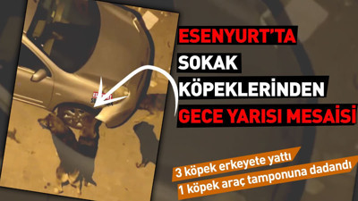 Esenyurt'ta sokak köpeklerinden gece yarısı mesaisi