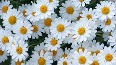 Rüyada papatya görmek ne demek? Rüyada papatya görmenin anlamı nedir?