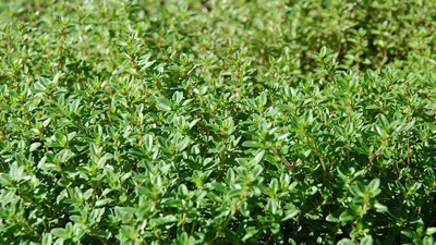 Gözlükleri çöpe attırıyor öksürüğü bıçak gibi kesiyor. Korona virüsün baş düşmanı oldu