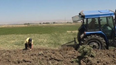 Doğada kendiliğinden yetişiyor. Koca bölgenin geçim kaynağı oldu