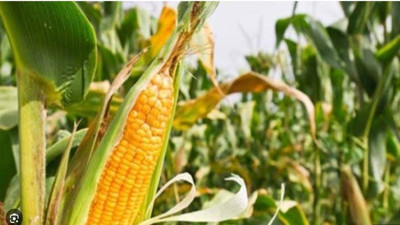 Toprak Mahsulleri mısır taban fiyatını açıkladı