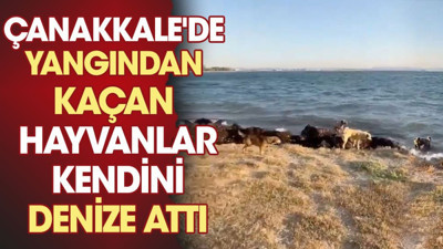 Çanakkale'de yangından kaçan hayvanlar kendini denize attı