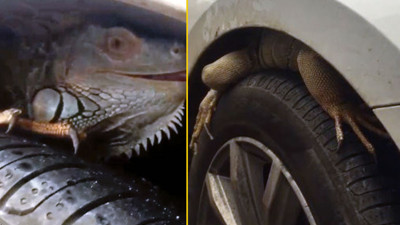 Antalya'da yaşanan inanılmaz olaydı. Arabasının lastiği üzerinde pençeyi görünce şaşkına dönmüştü