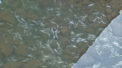 Gümüşhane’de Harşit Çayı balık mezarlığına döndü