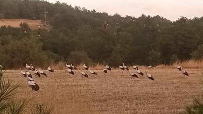 Leylekler mola verince koca ilçe elektriksiz kaldı