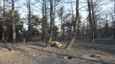 Köyler boşaltılıyor, hayvanlar telef oluyor. Yangın sonrası jandarmadan tahliye anonsu