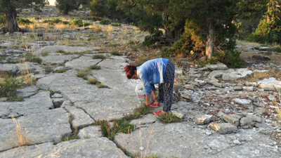 Yaylada kendiliğinden yetişiyor tutamı 15 TL. Kökünü bırakıyorlar seneye tekrar çıkıyor