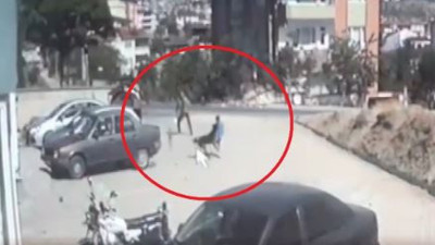 Çocuğuna saldıran sokak köpeklerini süperman gibi dağıttı