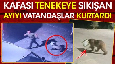 Kafası tenekeye sıkışan ayıyı vatandaş kurtardı
