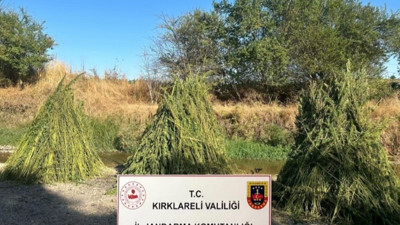 Kırklareli'nde 745 bin kök kenevir ele geçirildi