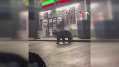 Meksika’da süpermarketin önünde ayı paniği