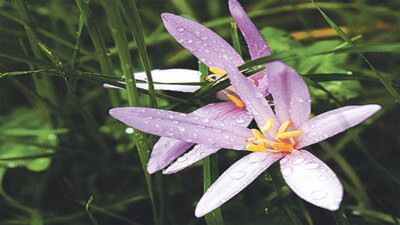 Güzçiğdemi bitkisi neye iyi geliyor?