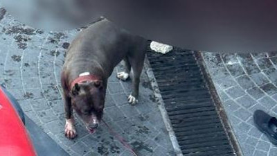 Kim bu pitbull besleyen katiller? Hesabını sorun bu katillerden