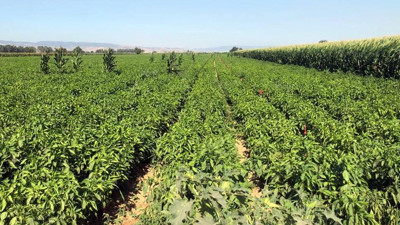 Tarla ve market arasındaki fiyat farkı çiftçiyi isyan ettirdi