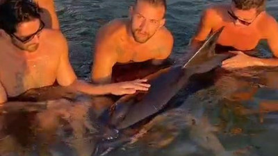 Sörfçülerin kurtardığı yaralı yunus tedaviye alındı