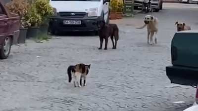 Kedinin cesareti görenleri şoke etti. Bu yüreklilik birçok insanda yok